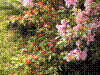 flower show2004 015.jpg